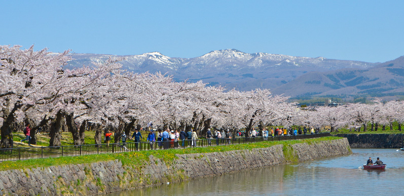 Cherry blossoms of Goryokaku