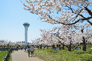 Cherry blossoms of Goryokaku