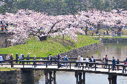 Cherry blossoms of Goryokaku