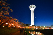 Cherry blossoms of Goryokaku