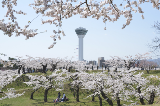 Large koi-nobori windsocks are set up at the Goryokaku Tower.