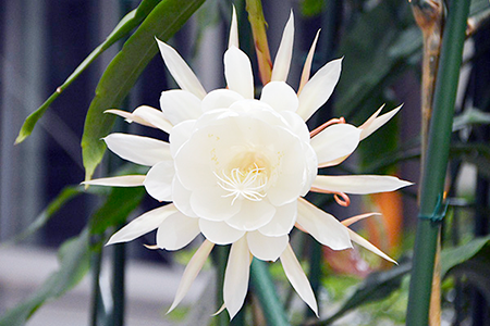 1階アトリウムにて「月下美人」を植栽中です