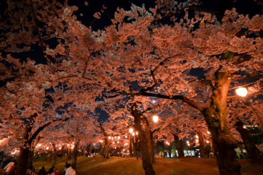 五稜郭公園 賞夜櫻燈飾