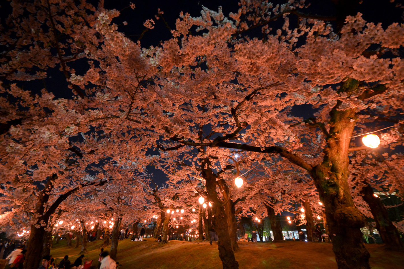 五稜郭公園 賞夜櫻燈飾