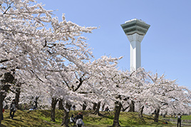 Today’s cherry blossoms of Goryokaku (Updated regularly)