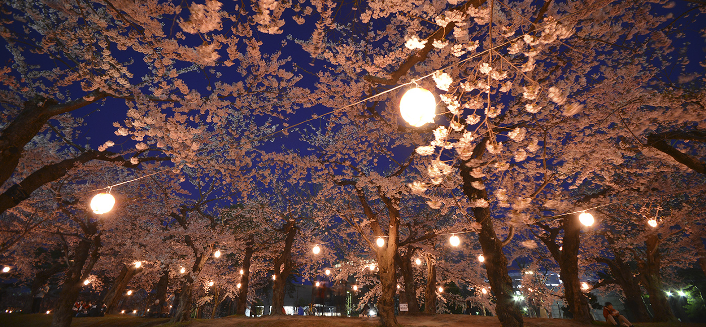 五稜郭公園で花見電飾を実施（4/21～5/6）