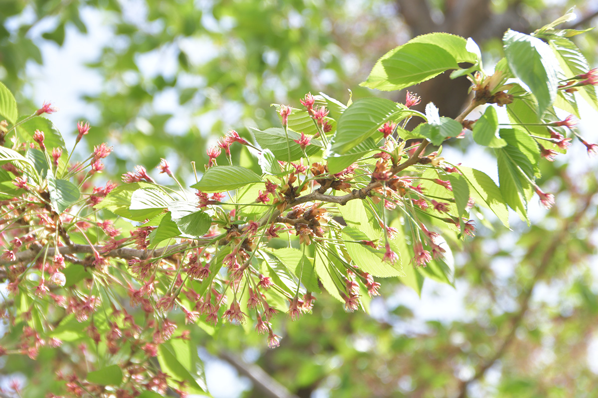 今日の五稜郭の桜 【葉桜】（5/8更新）