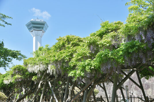 Today’s Wisteria trellis in Goryokaku (Updated June 5, 2021)