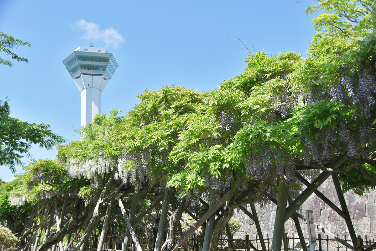 Today’s Wisteria trellis in Goryokaku (Updated June 5, 2021)