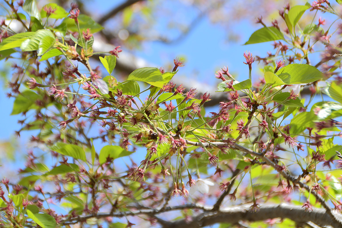 Today’s cherry blossoms of Goryokaku  [Almost Fallen] (Updated May 6, 2022)🌸🍃