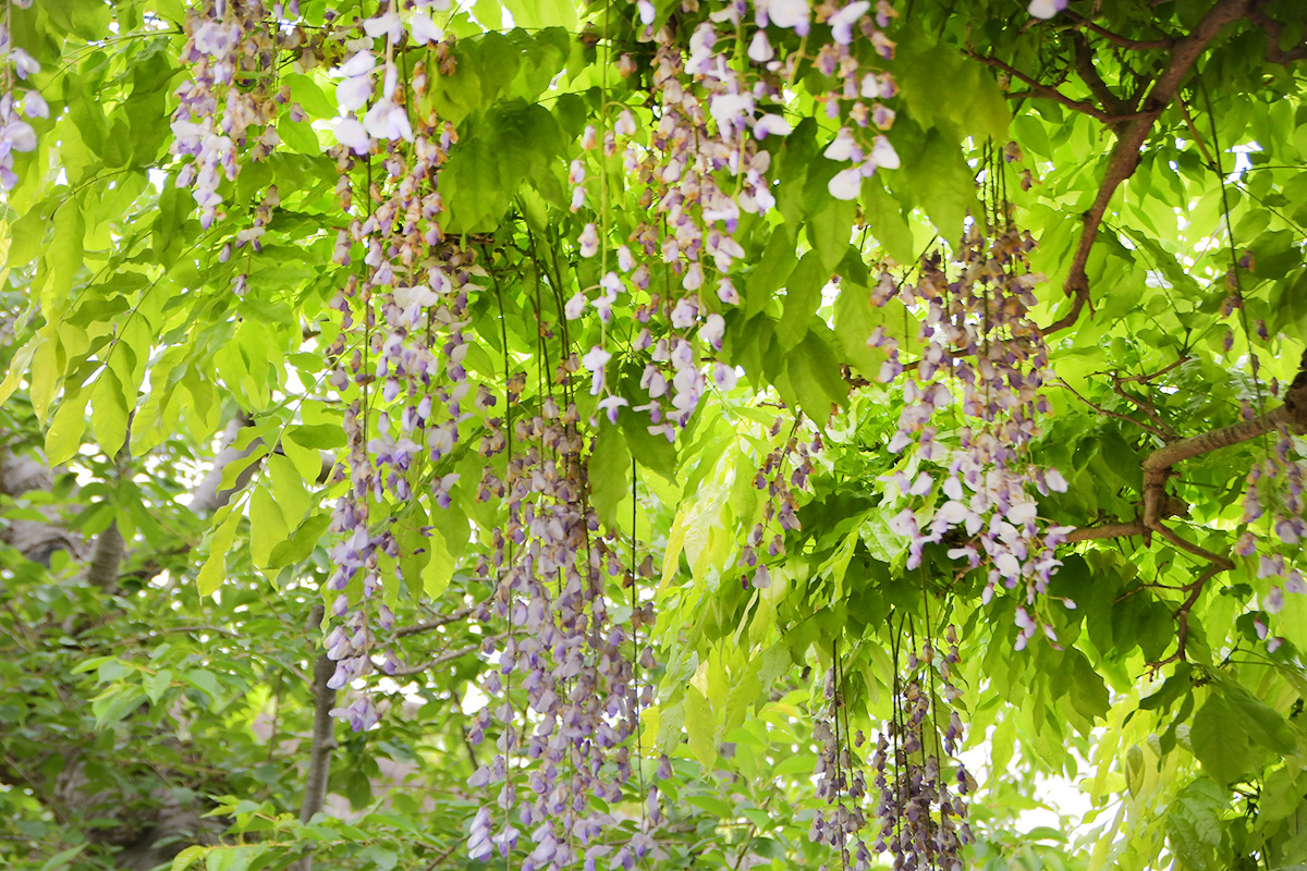 Today’s Wisteria trellis in Goryokaku [Finished blooming] (Updated June 3,2022)