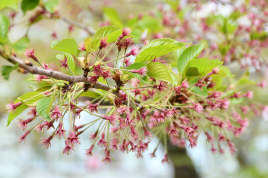 今日の五稜郭の桜 【葉桜】（5/3更新）🌸