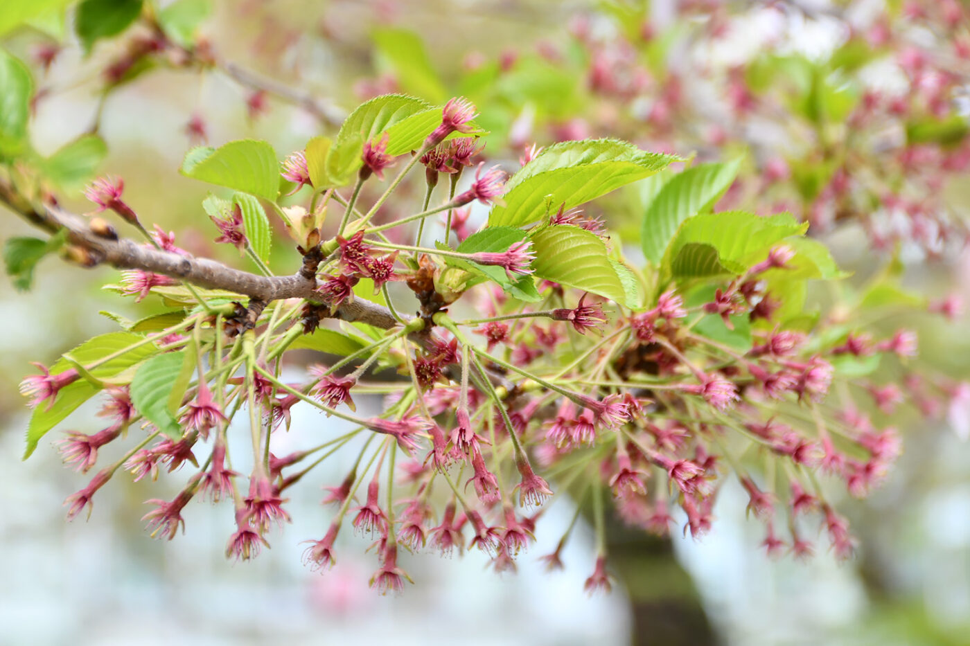 Today’s cherry blossoms of Goryokaku  [Fallen] (Updated May 3, 2023)🌸