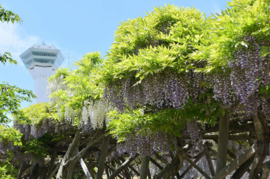 Today’s Wisteria trellis in Goryokaku [Starting to Fall] (Updated June 1,2023)