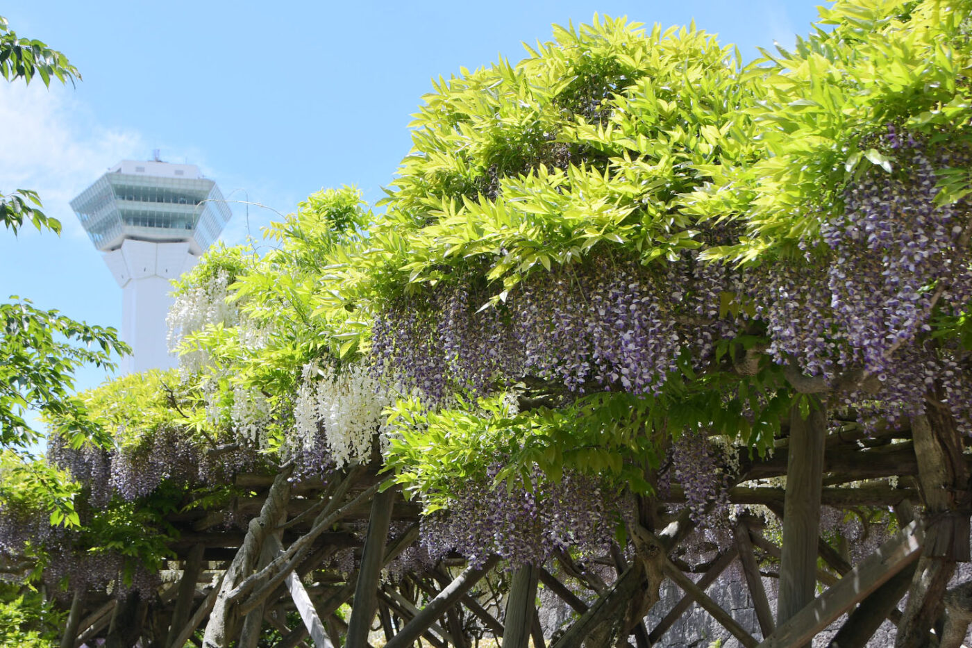 Today’s Wisteria trellis in Goryokaku [Starting to Fall] (Updated June 1,2023)