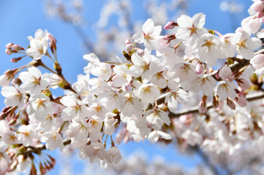 今日の五稜郭の桜 【満開】（4/23更新）🌸