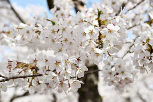 今日の五稜郭の桜 【満開】（4/26更新）🌸