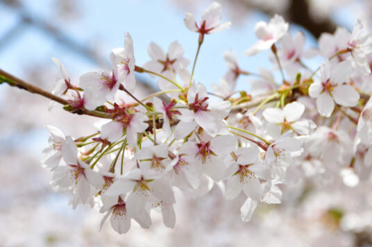 今日の五稜郭の桜 【満開〜散り始め】（4/28更新）🌸