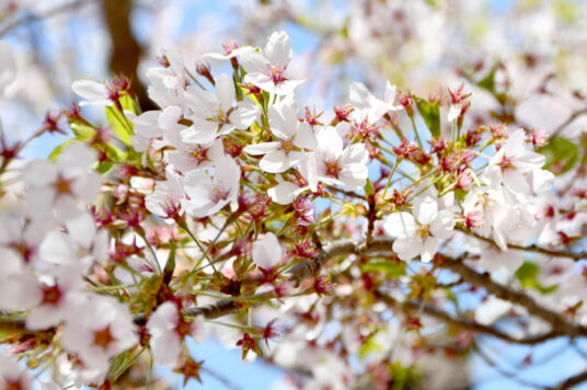 今日の五稜郭の桜 【散り始め〜葉桜】（5/1更新）🌸