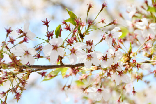 今日の五稜郭の桜 【散り始め〜葉桜】（5/2更新）🌸
