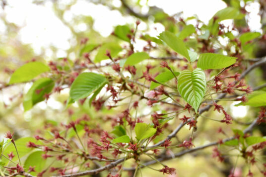 今日の五稜郭の桜 【葉桜】（5/6更新）🌸