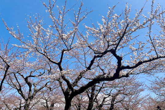 今日の五稜郭の桜 【咲き始め】（4/20更新）🌸
