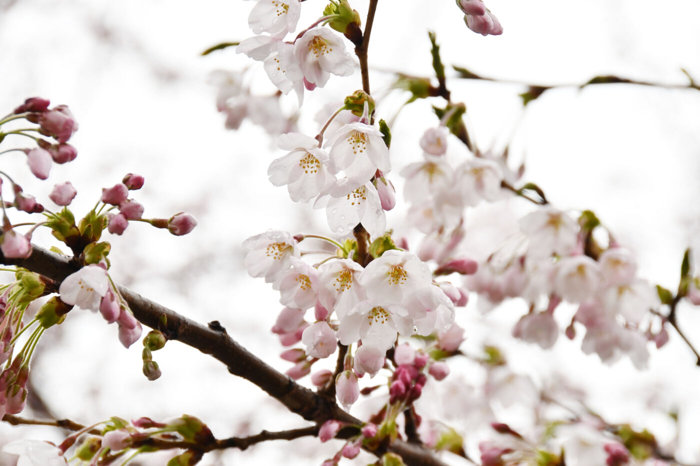 Today’s cherry blossoms at Goryokaku [50% Blooming] (Updated Apr. 25, 2025)🌸