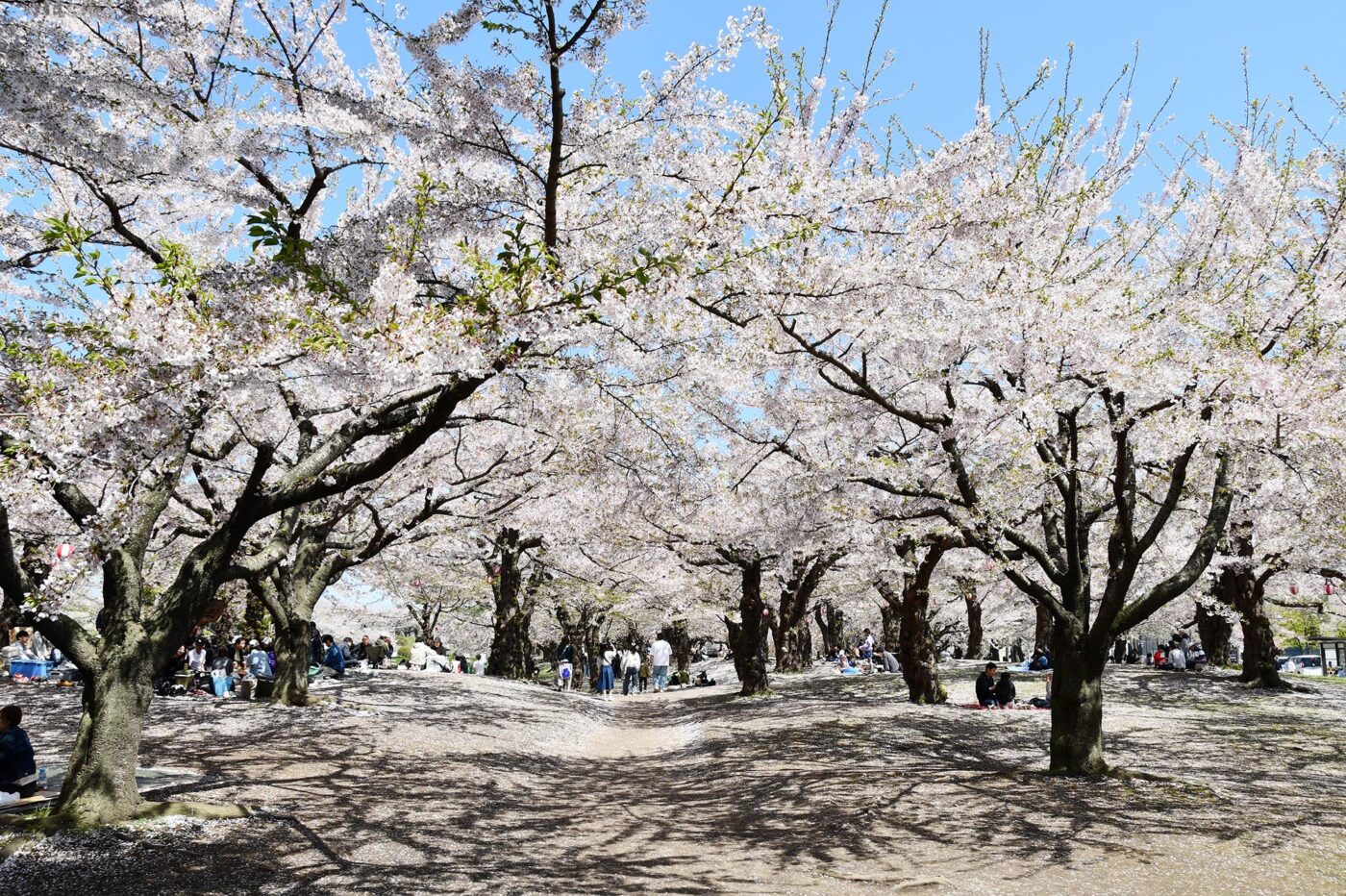 Today’s cherry blossoms at Goryokaku [Starting to Fall] (Updated May 5, 2025)🌸