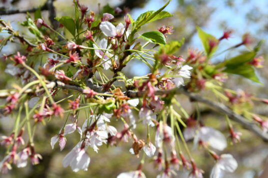 Today’s cherry blossoms at Goryokaku [Almost Fallen] (Updated May 8, 2025)🌸