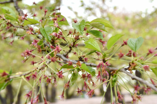 今日の五稜郭の桜 【葉桜】（5/10更新）🌸