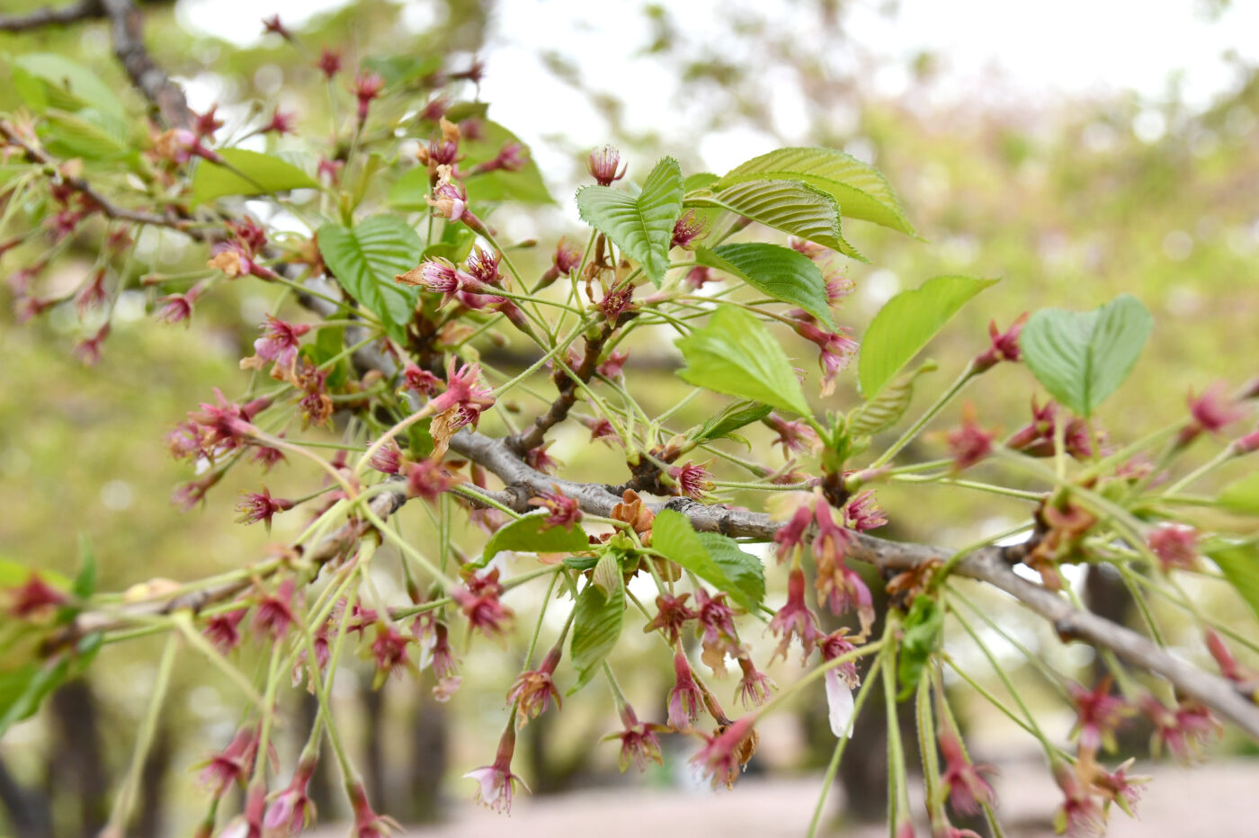 今日の五稜郭の桜 【葉桜】（5/10更新）🌸