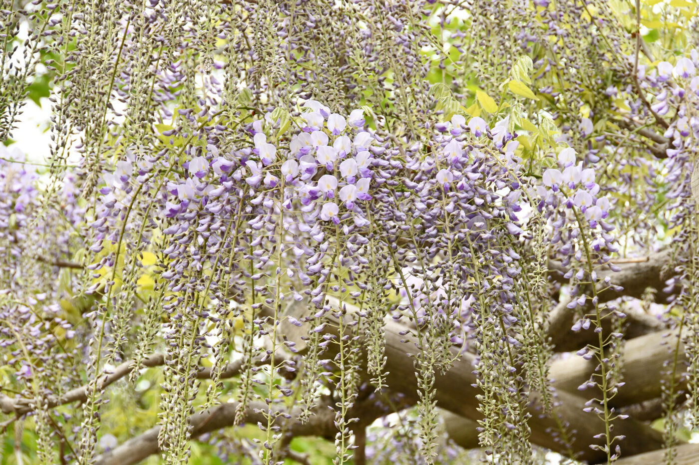 おすすめプライズ｜株式会社タイトー Goryokaku in trellis Wisteria Today's [Starting Bloom to 全巻セット