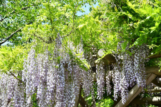 Today’s Wisteria trellis in Goryokaku [Finished blooming] (Updated June 8,2025)
