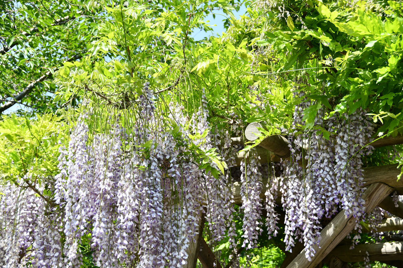 Today’s Wisteria trellis in Goryokaku [Finished blooming] (Updated June 8,2025)