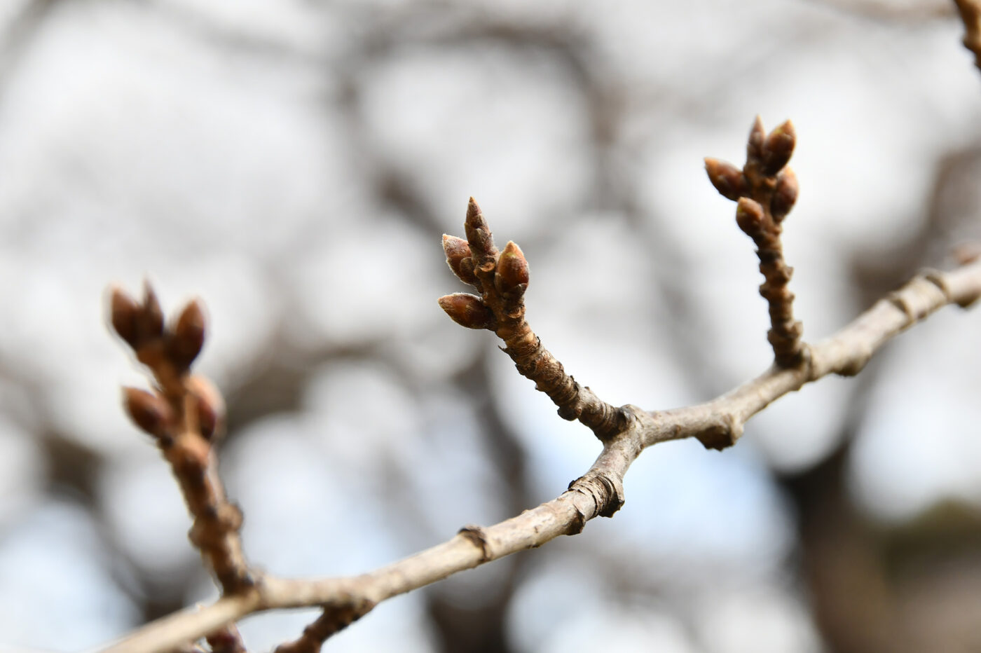 Today’s Cherry Blossoms at Goryokaku [Buds](Updated: Mar 5)🌸