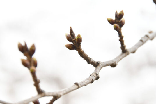 Today’s Cherry Blossoms at Goryokaku [Buds](Updated: Mar 18)🌸