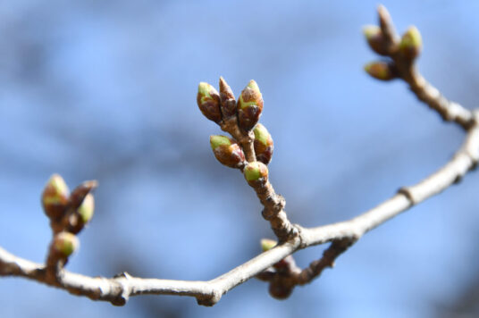 今日の五稜郭の桜 【つぼみ】（3/25更新）🌸