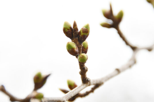 今日の五稜郭の桜 【つぼみ】（3/31更新）🌸