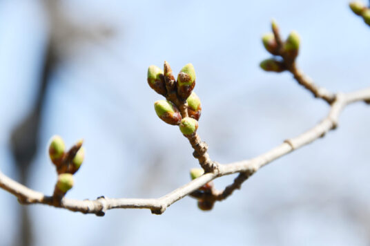 今日の五稜郭の桜 【つぼみ】（4/1更新）🌸