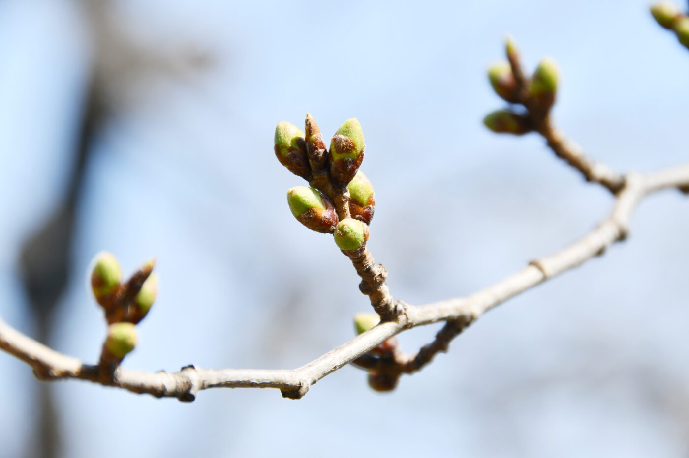 今日の五稜郭の桜 【つぼみ】（4/1更新）🌸