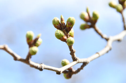 今日の五稜郭の桜 【つぼみ】（4/5更新）🌸