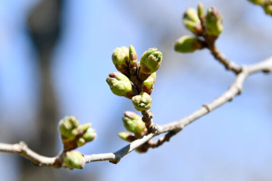 今日の五稜郭の桜 【つぼみ】（4/8更新）🌸