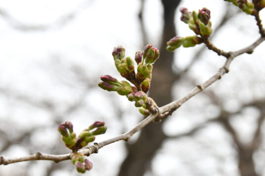 今日の五稜郭の桜 【つぼみ】（4/11更新）🌸