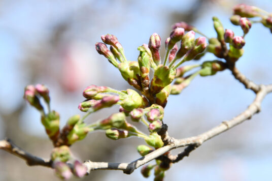 今日の五稜郭の桜 【つぼみ】（4/14更新）🌸