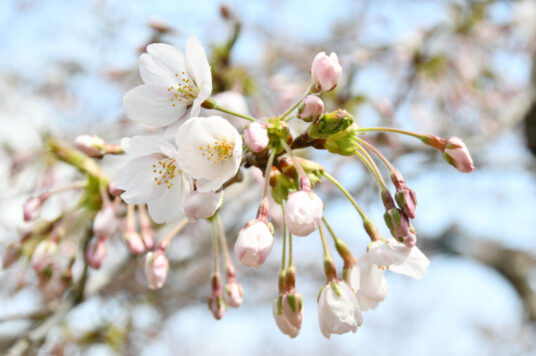 今日の五稜郭の桜 【咲き始め】（4/18更新）🌸