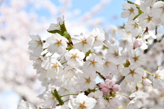 今日五稜郭櫻花狀況【滿開】（4月21日更新）🌸