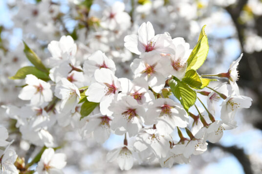 今日の五稜郭の桜 【満開】（4/24更新）🌸