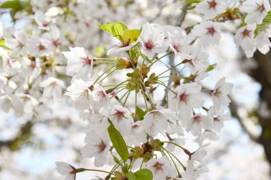 今日の五稜郭の桜 【満開】（4/26更新）🌸