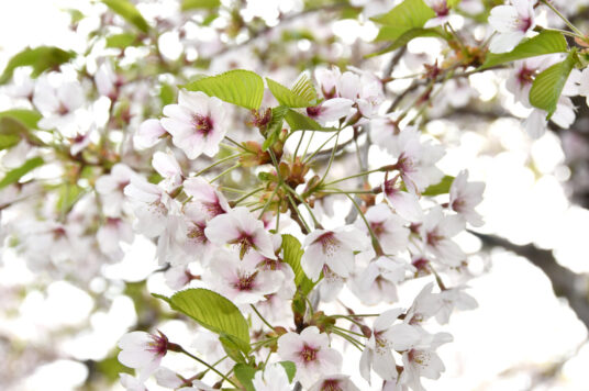 今日の五稜郭の桜 【散り始め】（4/28更新）🌸