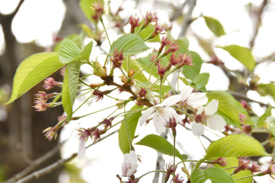 今日の五稜郭の桜 【葉桜】（5/1更新）🌸